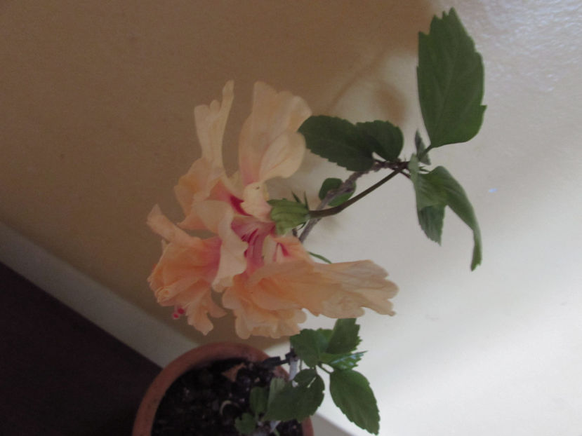  - Hibiscus 2021