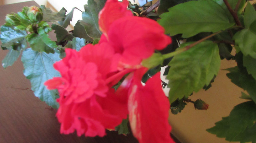  - Hibiscus 2021