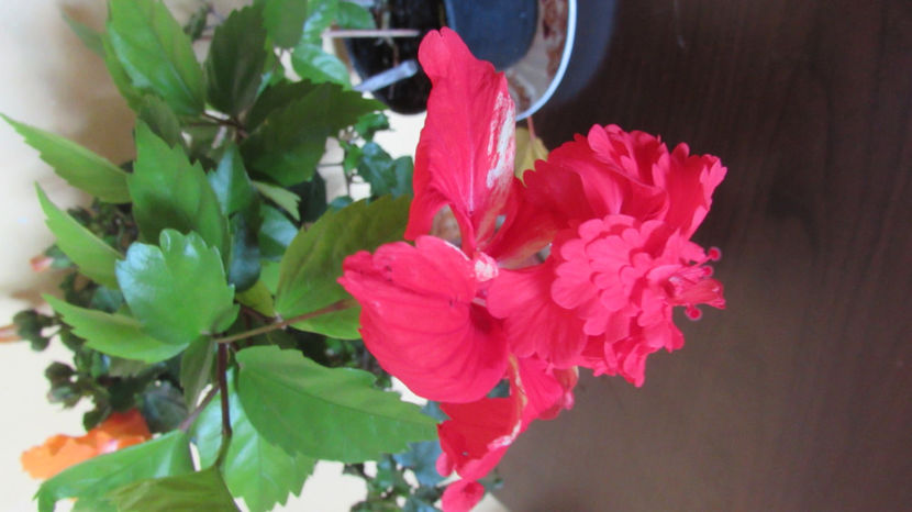  - Hibiscus 2021