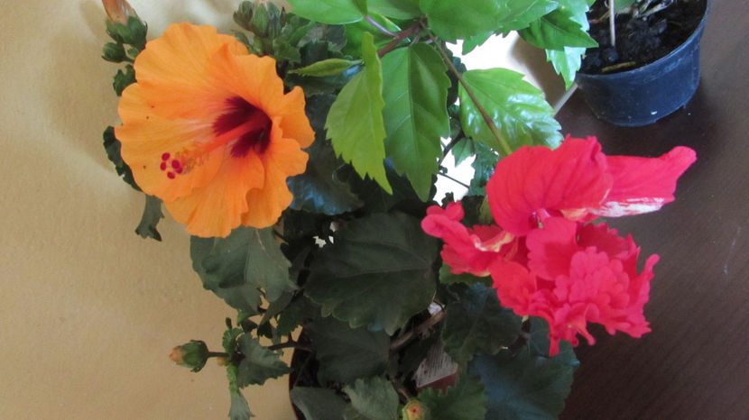  - Hibiscus 2021