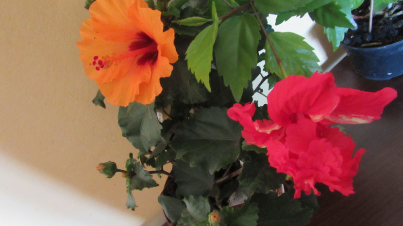 - Hibiscus 2021