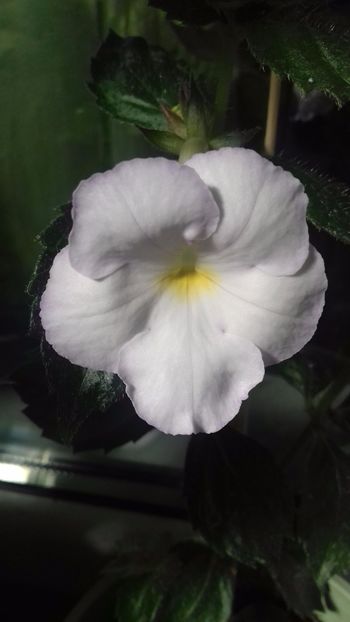 Big weiss - Achimenes varietati - drumul florilor