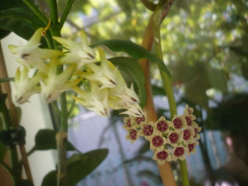 P1490977 - HOYA 2021-2