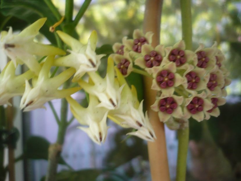 P1490979 - HOYA 2021-2
