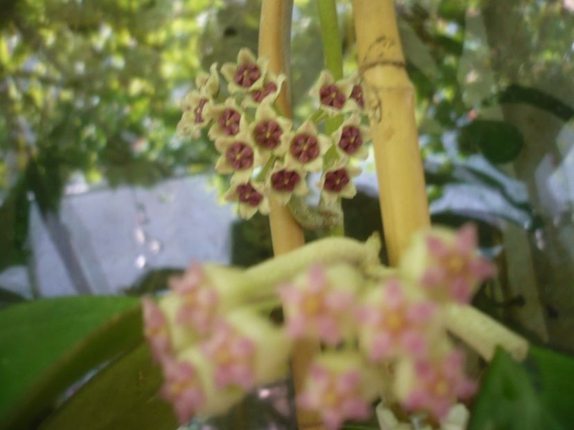 P1490981 - HOYA 2021-2