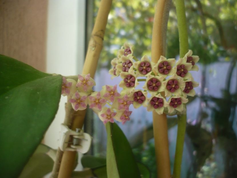 P1490971 - HOYA 2021-2