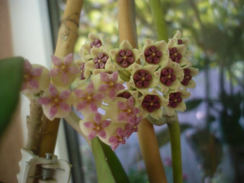 P1490974 - HOYA 2021-2