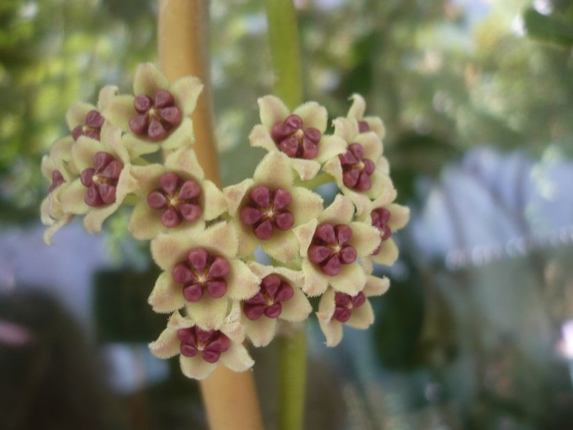 P1500003 - HOYA 2021-2