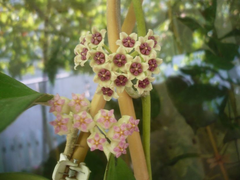 P1500004 - HOYA 2021-2