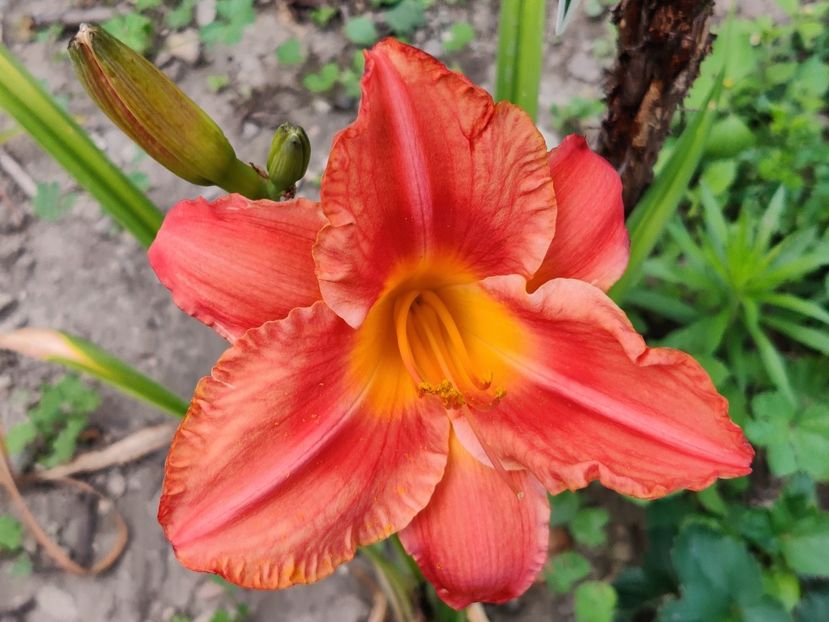 Christmas candles - Hemerocallisi 1