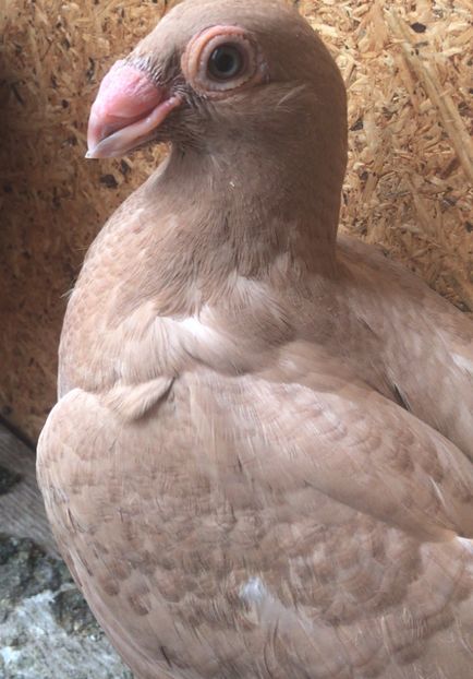 40B994F7-6169-4B94-AC32-FEC862605C4E - Tineret 2021