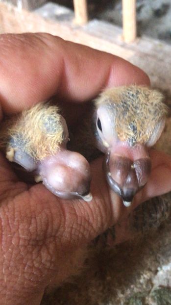 1473FCAB-9647-4829-A37A-3746EEAD8CEB - Tineret 2021