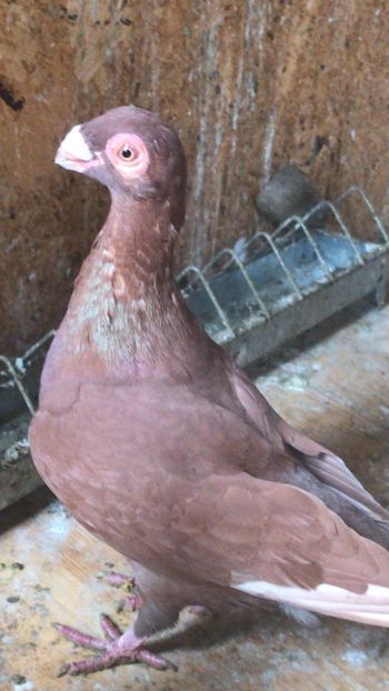 3C46CA69-A188-4C97-9E97-B65B7794072B - Tineret 2021