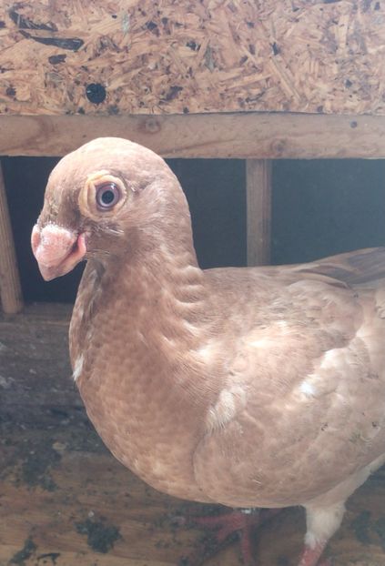 BF37A938-2A5B-4392-B265-FC7F1AE4DD02 - Tineret 2021