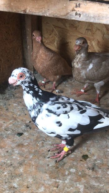 C6EE0EF9-905B-49F7-B198-5D622C418F61 - Tineret 2021