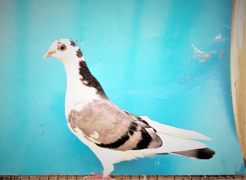 12416  femelă  2021_3 - tineret 2021