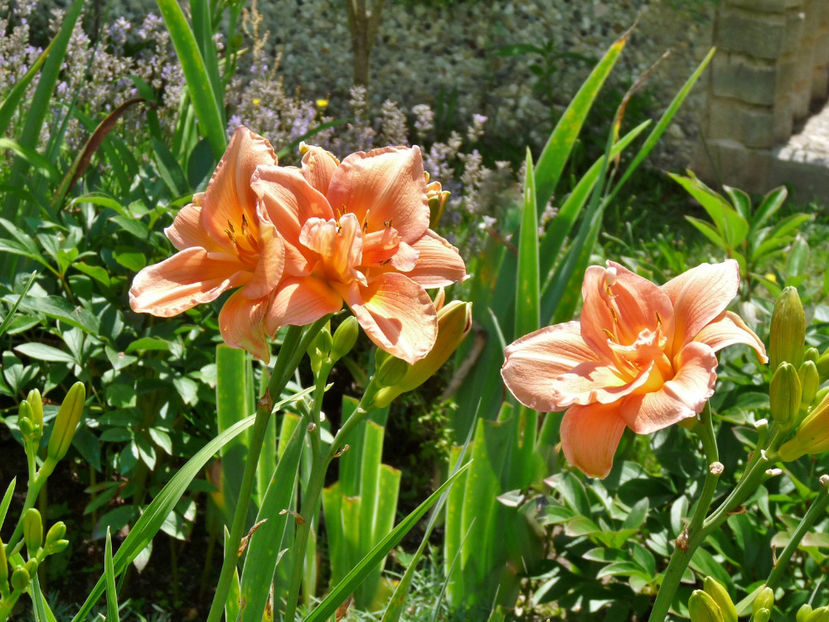  - Hemerocallis