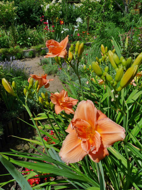  - Hemerocallis