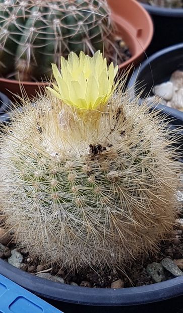 Notocactus scopa - Notocactus