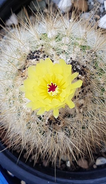 Notocactus scopa - Notocactus