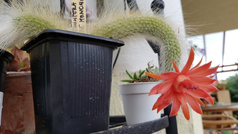 Hildewintera cola de mononis - Cactusi si suculente 2020-2021-2022-2023- 2024