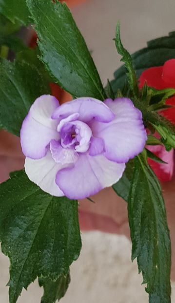 Made in Heaven - Achimenes 2021