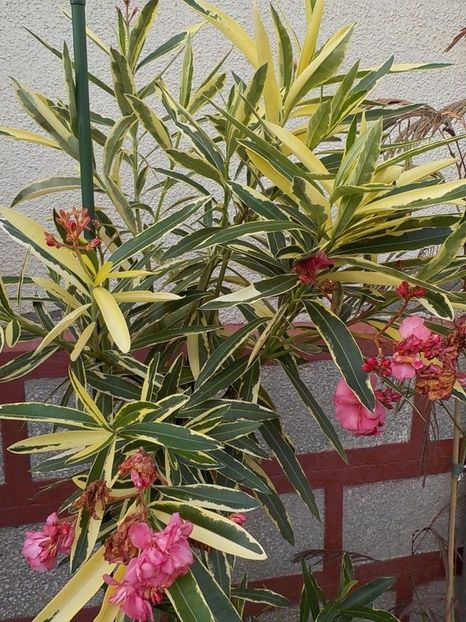  - variegat nr 24