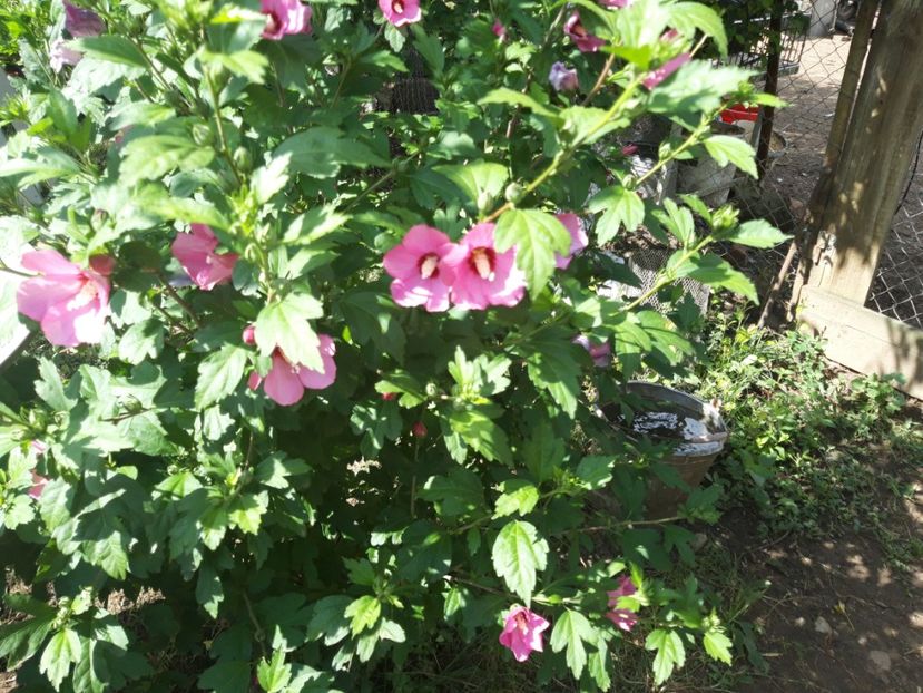  - Casuta de la tara in 2021