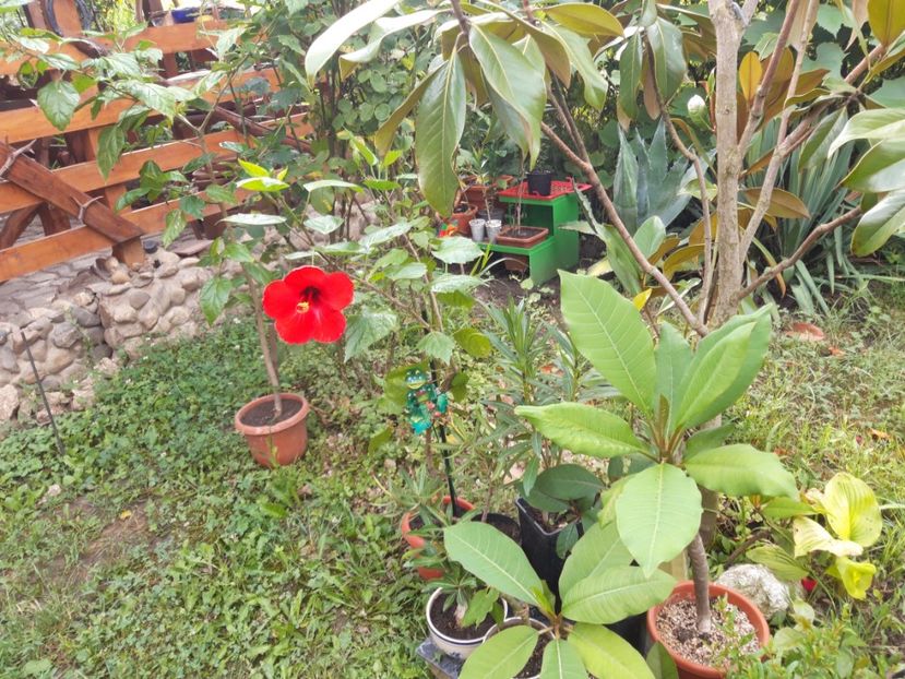  - Magnolia grandiflora gallisoniensis