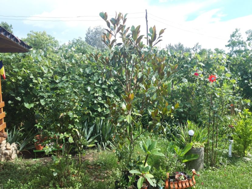  - Magnolia grandiflora gallisoniensis