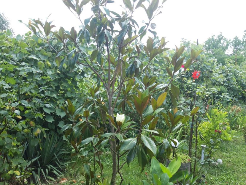  - Magnolia grandiflora gallisoniensis