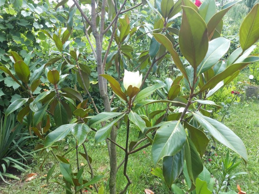  - Magnolia grandiflora gallisoniensis