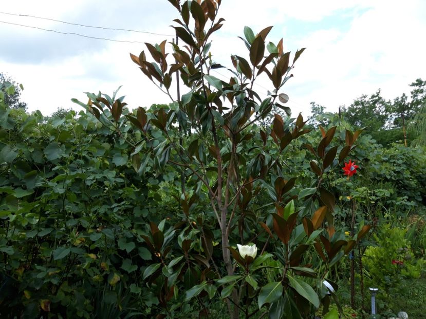  - Magnolia grandiflora gallisoniensis