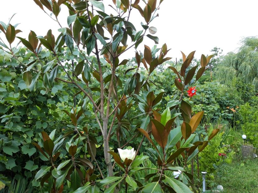  - Magnolia grandiflora gallisoniensis