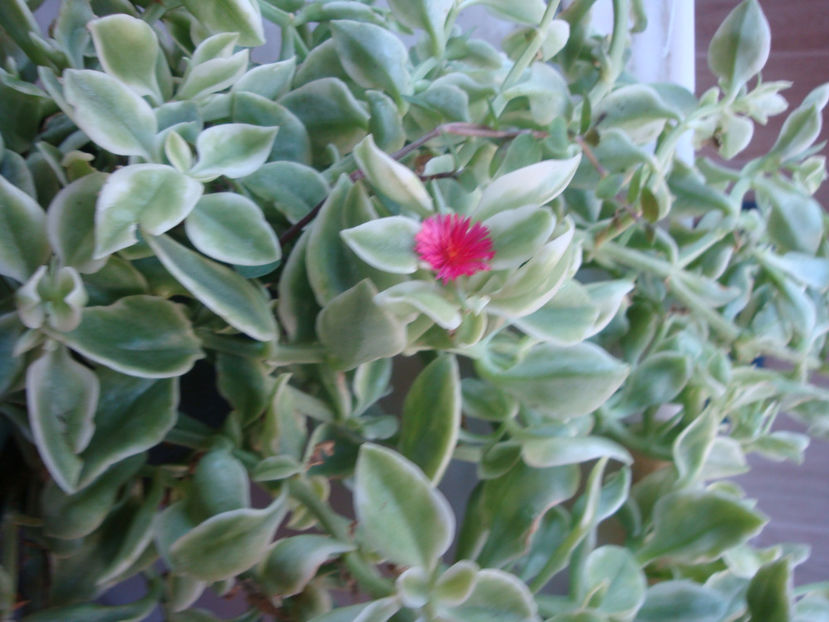 Mesembryanthemum cordifolium 'variegata' - Genul Mesembryanthemum