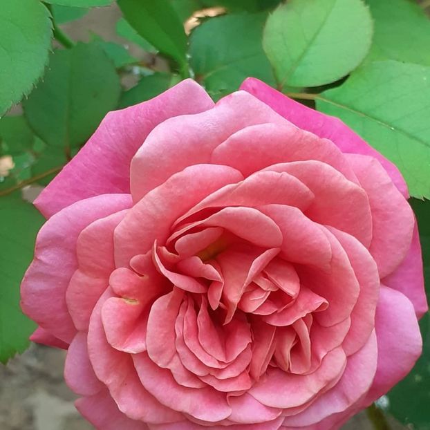  - Agnes 2021 - 2022-2023