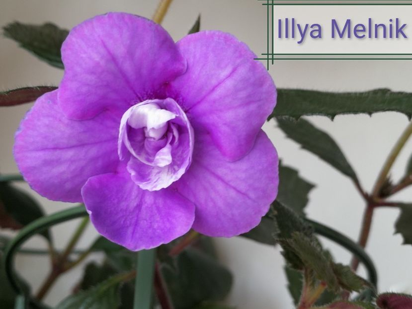  - Illya Melnik