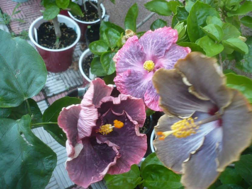 P1500028 - HIBISCUSI 2021-3
