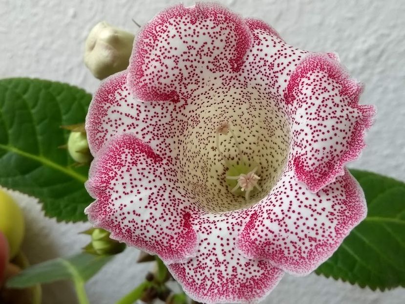 30b - Gloxinia din seminte 2020-2021