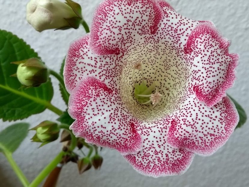 30c - Gloxinia din seminte 2020-2021