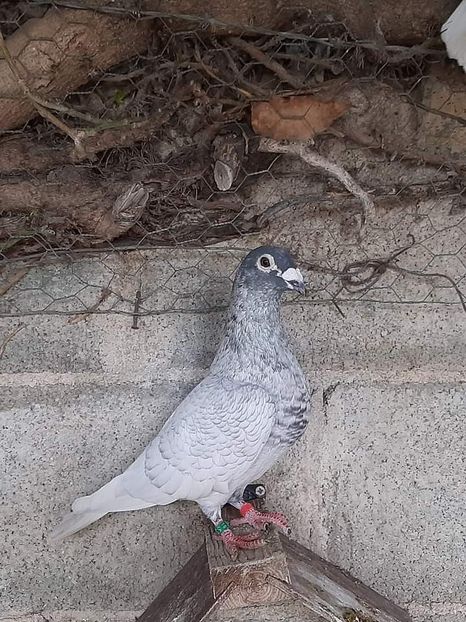  - NU IMI APARTIN ALBUM NR 2