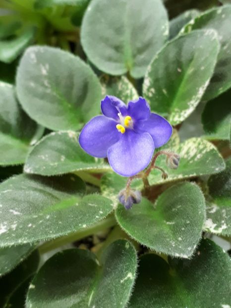  - Shirl s Bright Sky