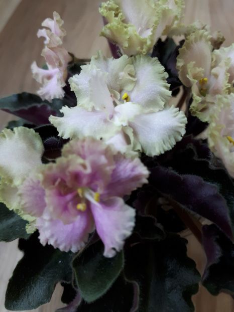  - Rob s Antique Rose