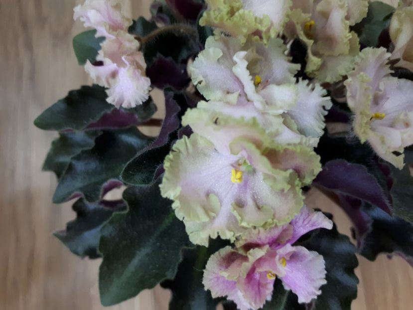  - Rob s Antique Rose