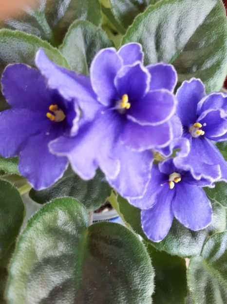  - NK Voloshkove Pole