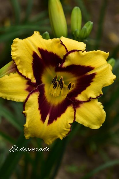 AddText_07-23-03.16.28 - Hemerocallis 2021