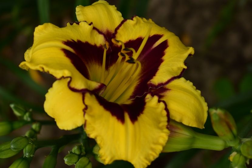  - Hemerocallis 2021