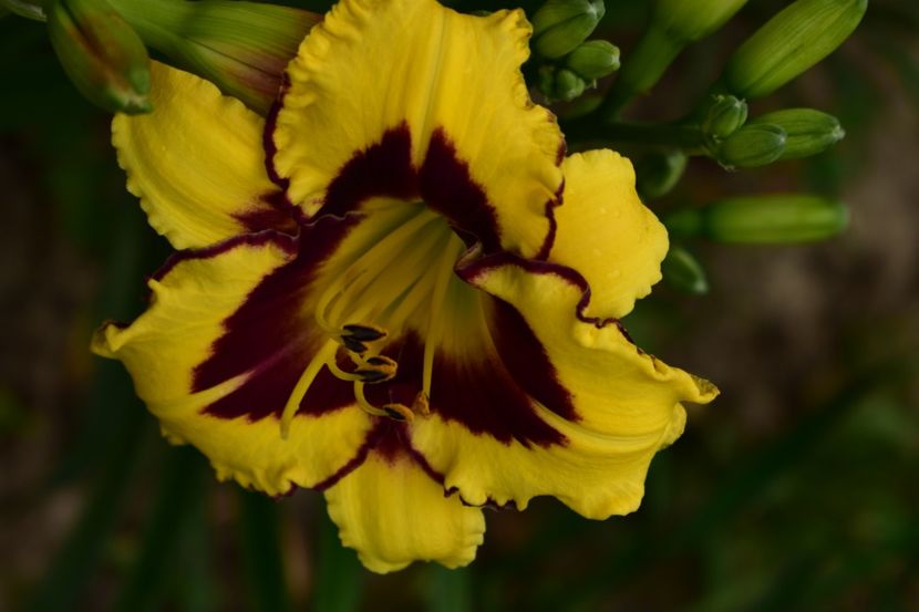  - Hemerocallis 2021