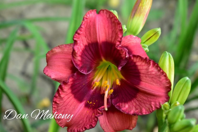 AddText_07-23-03.15.07 - Hemerocallis 2021