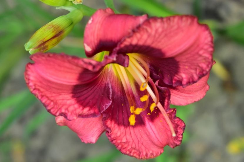  - Hemerocallis 2021